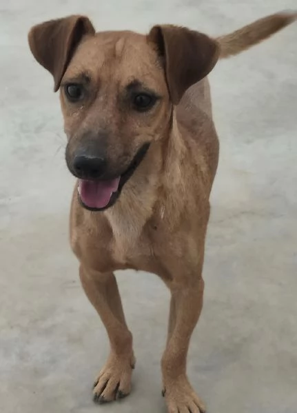 Pippo e Tara 1 anno e mezzo lui 3 mesi e mezzo lei taglie piccole cercano casa | Foto 6
