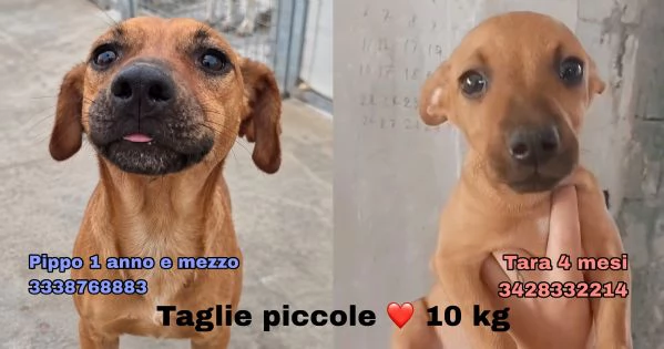Pippo e Tara 1 anno e mezzo lui 3 mesi e mezzo lei taglie piccole cercano casa
