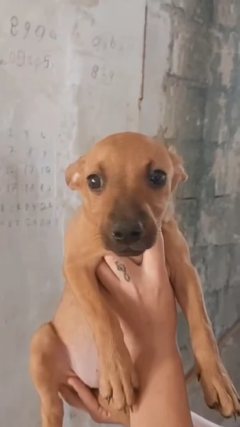Pippo e Tara 1 anno e mezzo lui 3 mesi e mezzo lei taglie piccole cercano casa | Foto 5