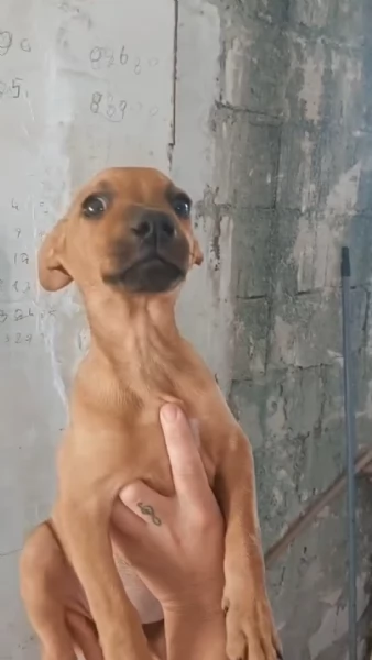 Pippo e Tara 1 anno e mezzo lui 3 mesi e mezzo lei taglie piccole cercano casa | Foto 3