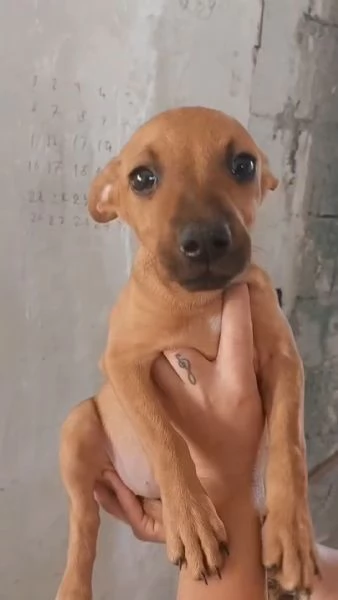 Pippo e Tara 1 anno e mezzo lui 3 mesi e mezzo lei taglie piccole cercano casa | Foto 2