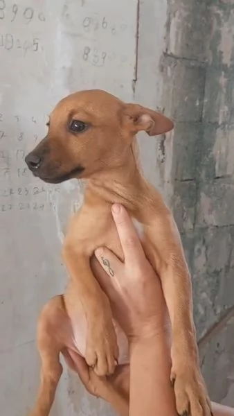Pippo e Tara 1 anno e mezzo lui 3 mesi e mezzo lei taglie piccole cercano casa | Foto 1