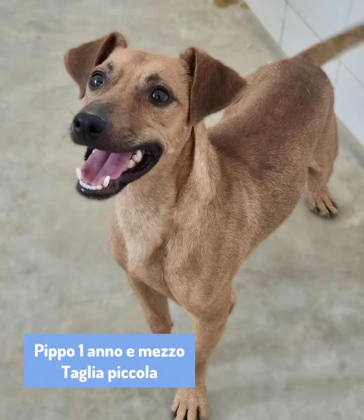 Pippo e Tara 1 anno e mezzo lui 3 mesi e mezzo lei taglie piccole cercano casa | Foto 0