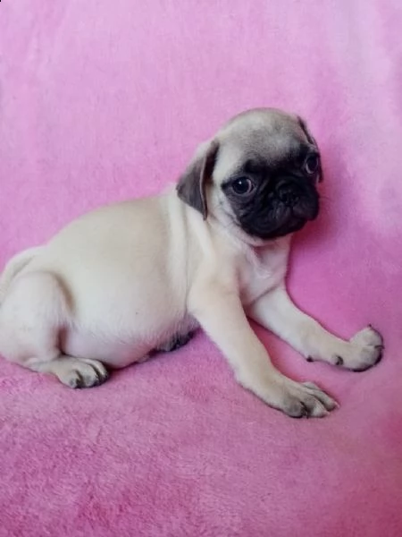 regalo carlino | Foto 0