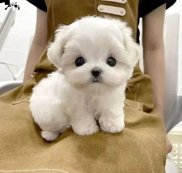 regalo cuccioli di maltese toy
