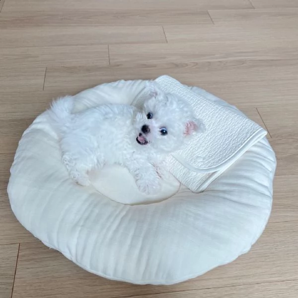 regalo cuccioli di maltese toy | Foto 0