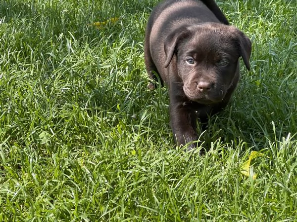 cuccioli labrador chocolat con pedigree  | Foto 7