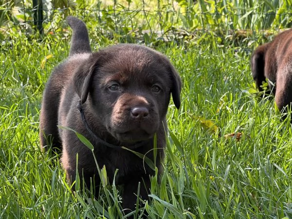 cuccioli labrador chocolat con pedigree  | Foto 3