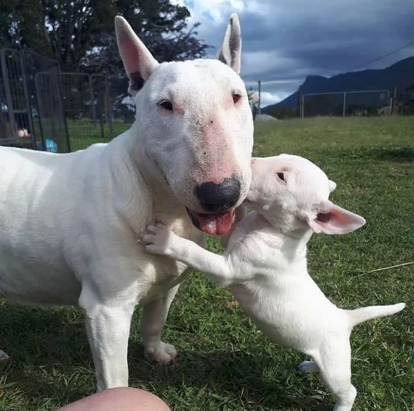 affascinanti cuccioli di bull terrier in adozione