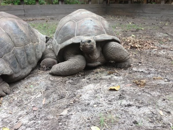 large male young adult aldabra tortoise.