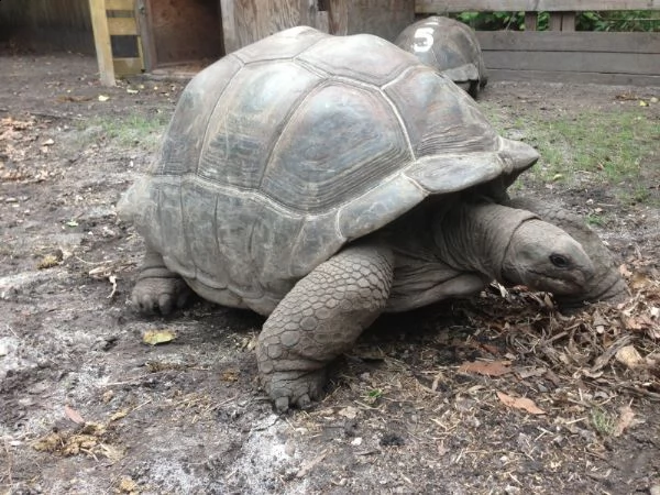 adult male sulcata for sale (25 years old)