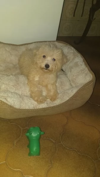 Cucciolo di barboncino toy 