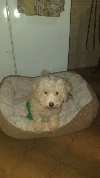 Cucciolo di barboncino toy  | Foto 1