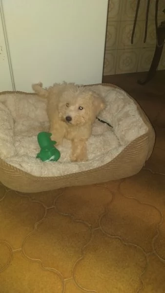 Cucciolo di barboncino toy  | Foto 0