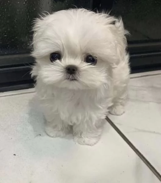 regalo  maltese mini toy | Foto 0