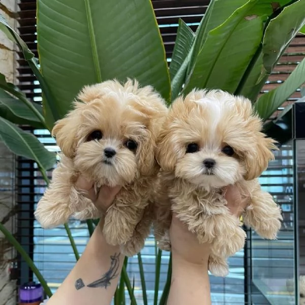  regalo barboncino cuccioli