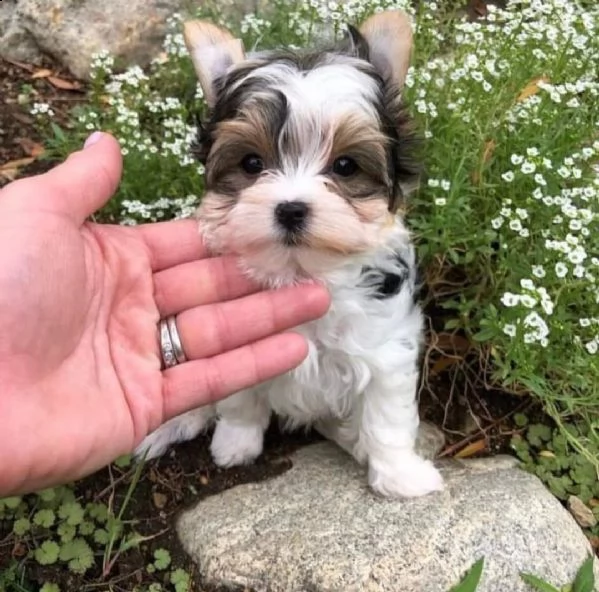 cuccioli yorkie