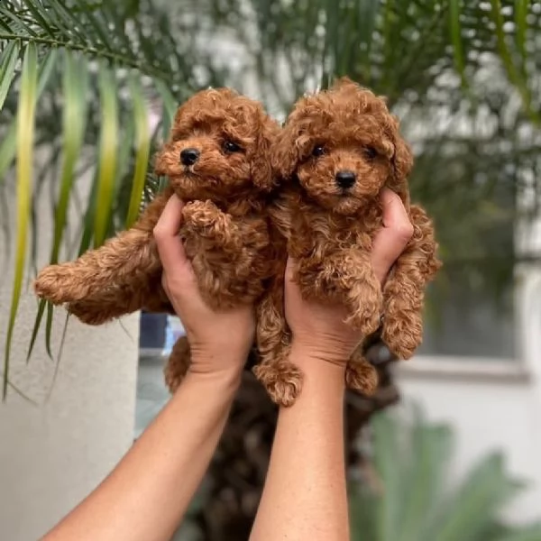 cuccioli di barboncino toy purissimi 3 mesi