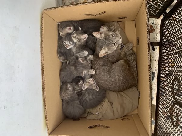 Regalo gattini  | Foto 4