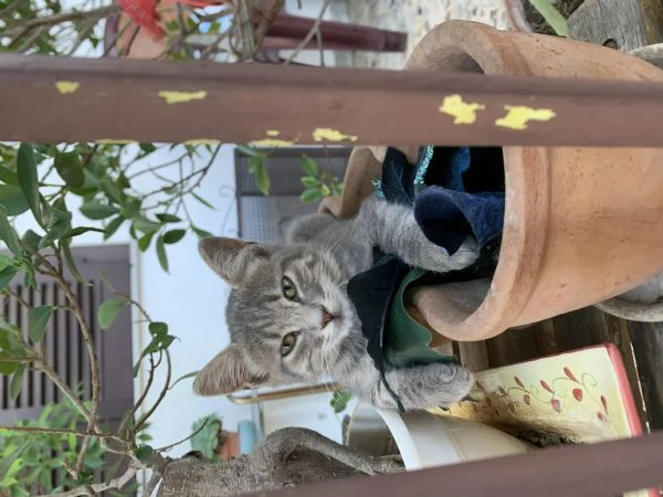 Regalo gattini  | Foto 1