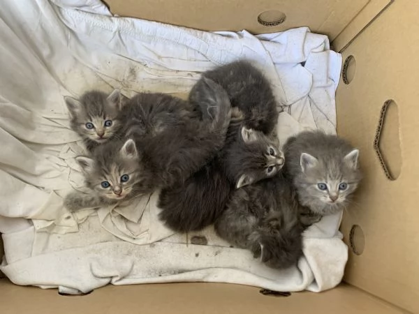 Regalo gattini  | Foto 0