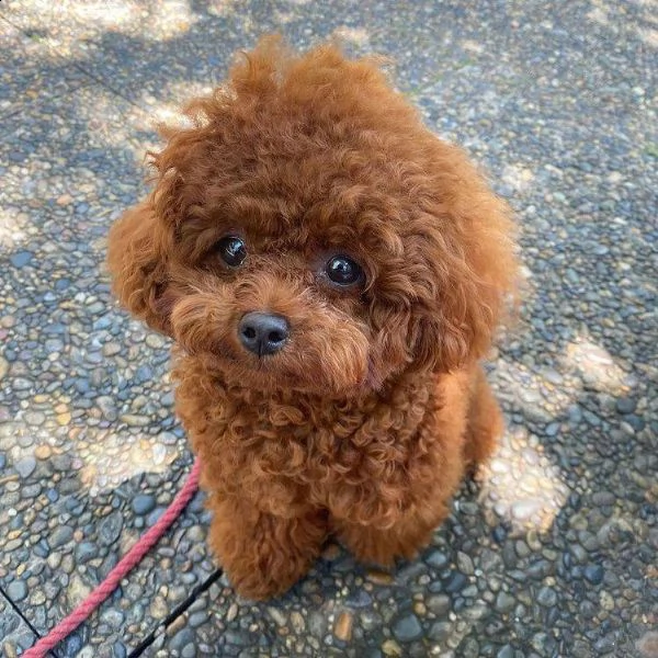 cuccioli barboncino toy!