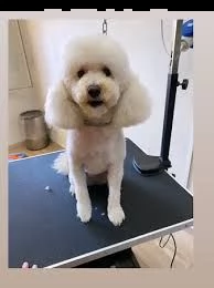 caniche