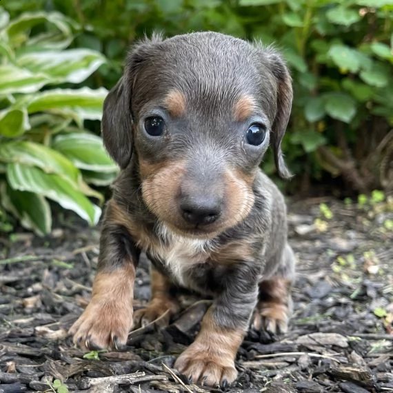regalo adorabili cuccioli bassotto femminucce e maschietti 