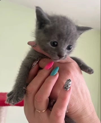 gattini blu russo