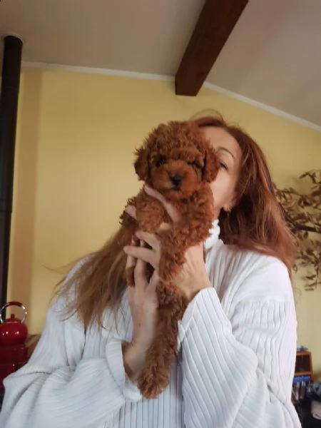 barboncino  | Foto 0