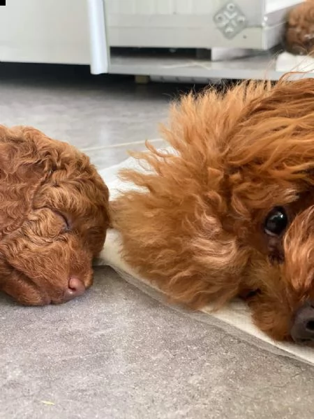 barboncino  | Foto 0