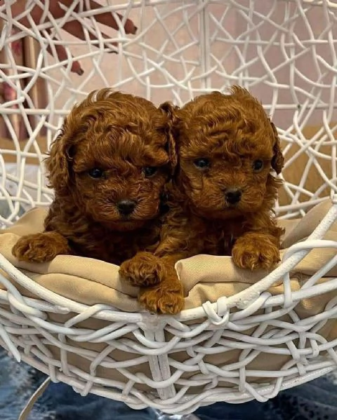 barboncino  | Foto 0