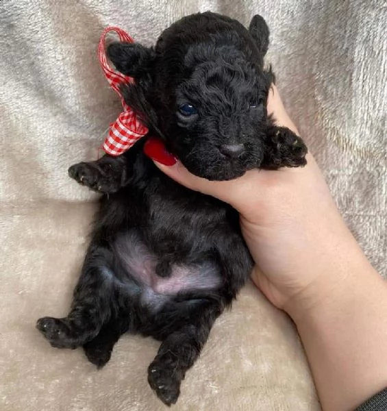 barboncino  | Foto 0