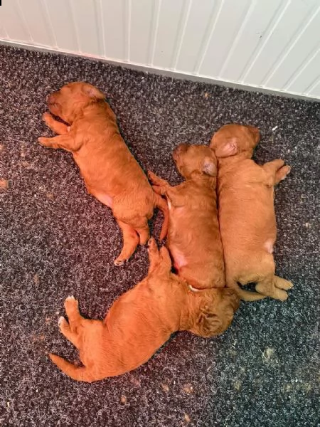 barboncino  | Foto 0