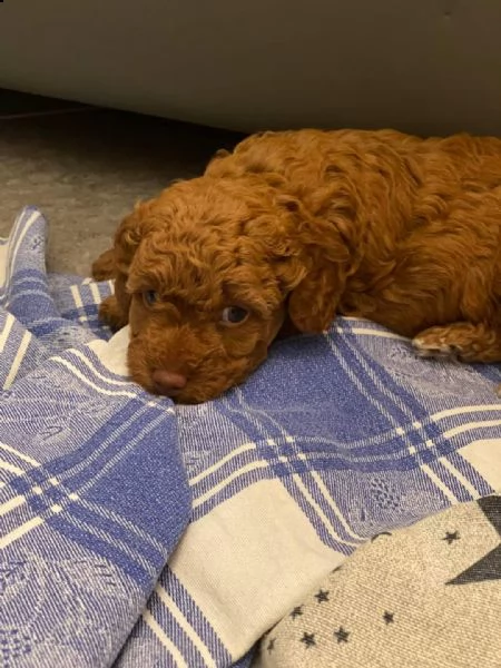 barboncino  | Foto 0