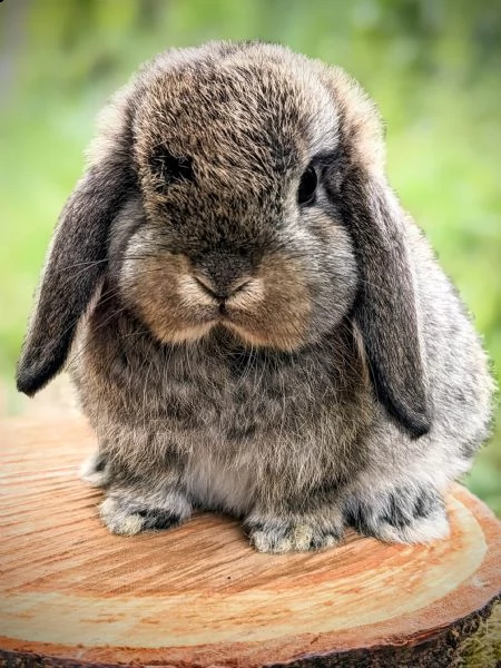 disponibili cuccioli di coniglio ariete nano e minilop | Foto 0