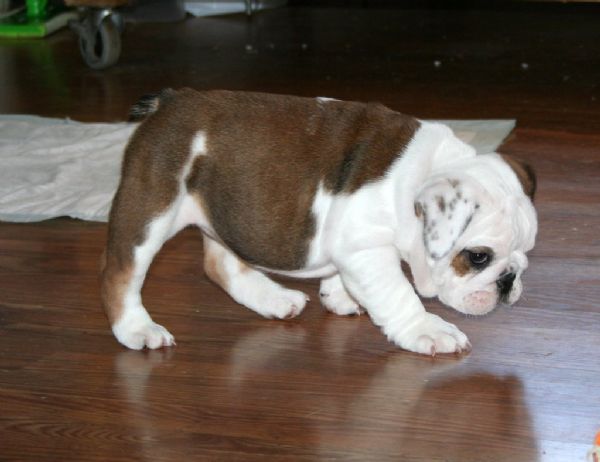 cuccioli di bulldog inglese | Foto 0