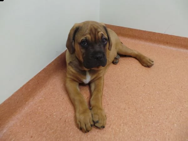 cuccioi di bull mastiff | Foto 0