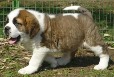 vendita cuccioli di san bernardo