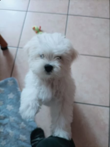 cuccioli maltesi maschio e femmina | Foto 0