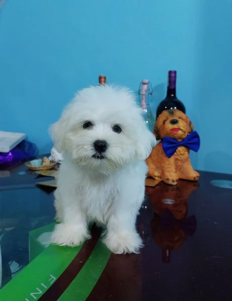 maltesi cuccioli tutti bianchi! | Foto 0