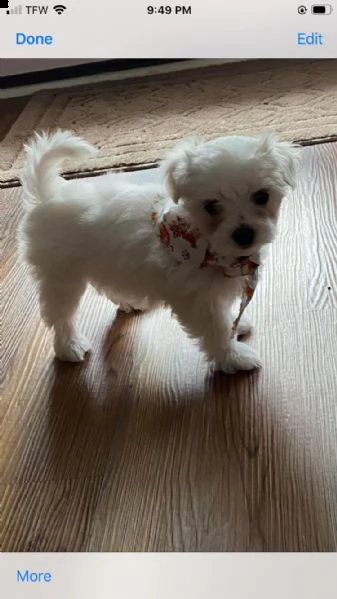 maltese toy cuccioli! | Foto 0