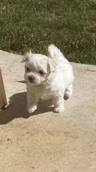 disponibili 2 cuccioli di maltese toy ! | Foto 0