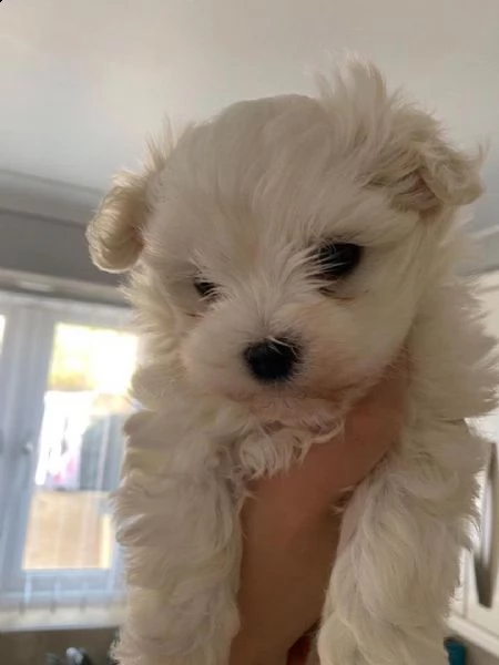 bellissimi cuccioli giocattolo maltesi maschio e femmina | Foto 0