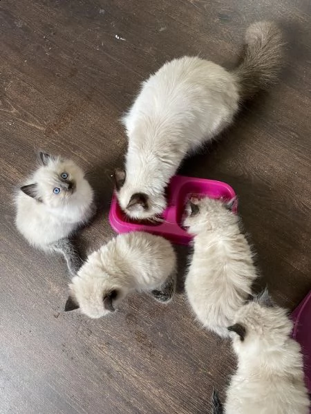 adorabili gattini ragdoll | Foto 1