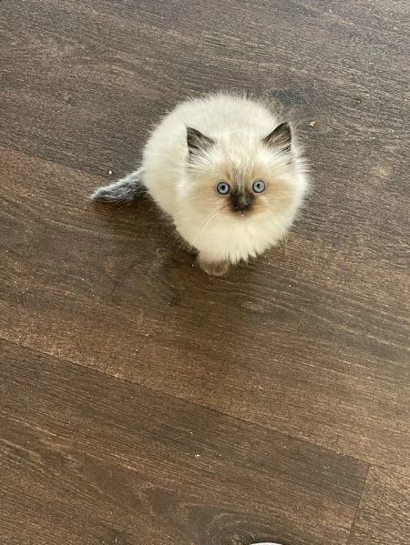 adorabili gattini ragdoll