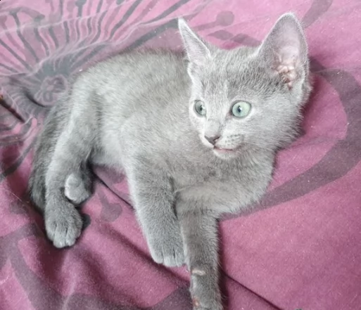 stupendi gattini di blu di russia