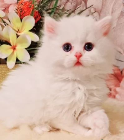 due gattini persiani 