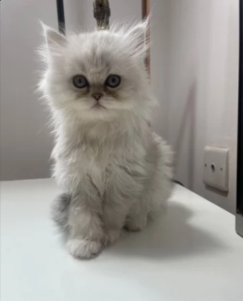 due gattini persiani  | Foto 0