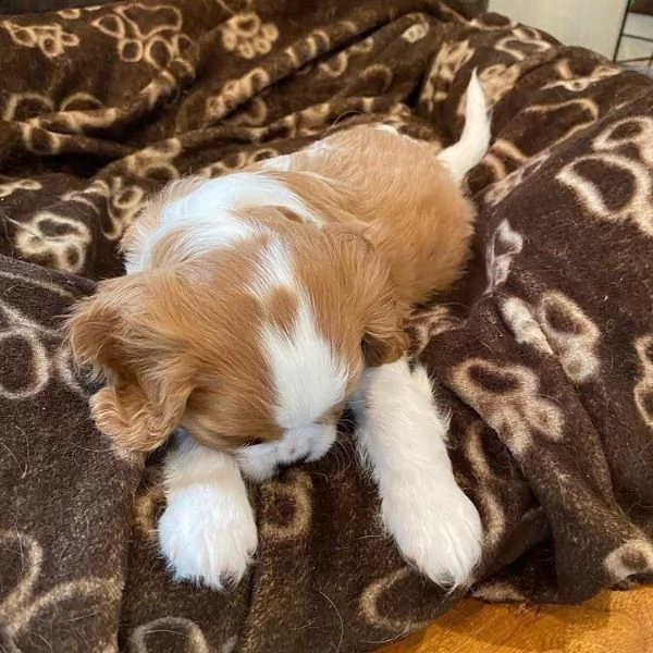 cavalier king charles | Foto 1